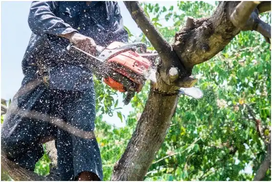 tree services Montpelier